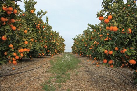 Mandarina - Image 4