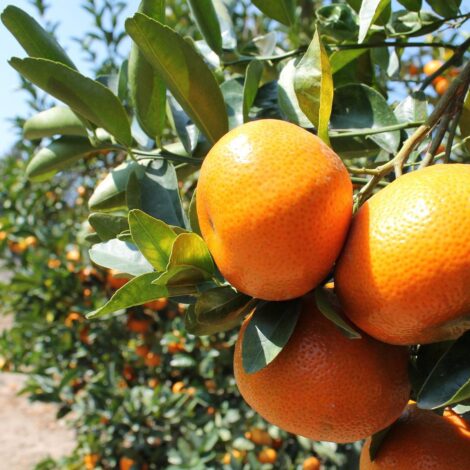 Mandarina - Image 3