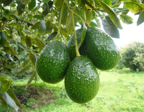 Palta Hass - Image 3