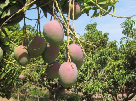Mango Kent - Image 2