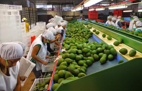 Palta Hass - Image 2